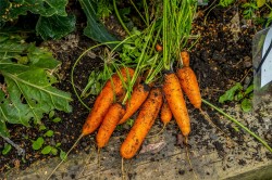 Images for Dysart, Kirkcaldy, Fife