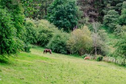 Images for Lanark