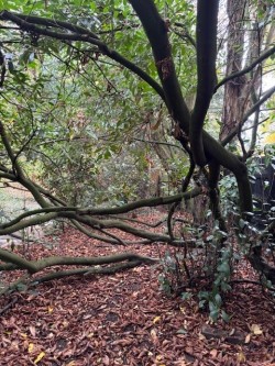 Images for Writtle, Essex