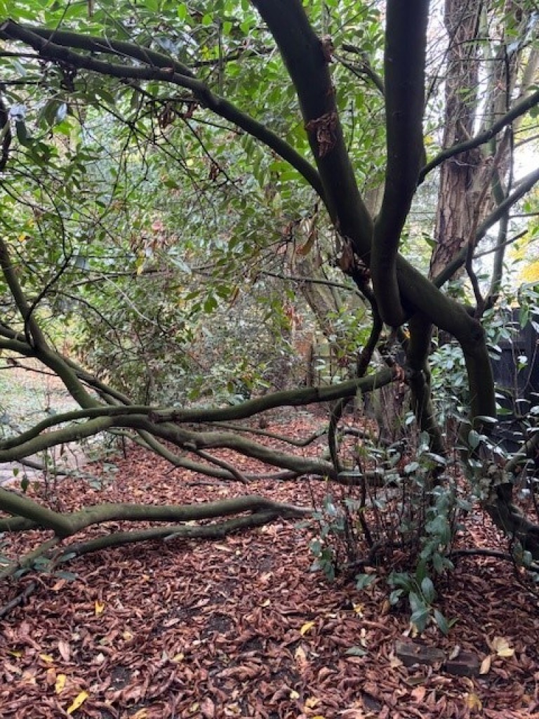 Images for Writtle, Essex